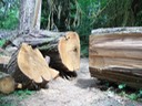 Big Saw Work