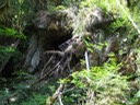 Giant Root Ball