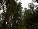 Giant Trees
