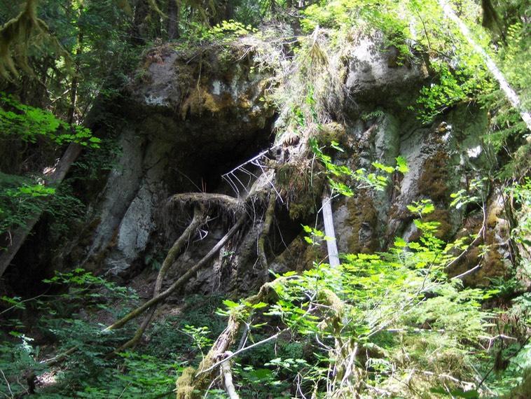 Giant Root Ball